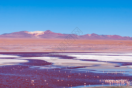 红湖风采玻利维亚沙漠高清图片