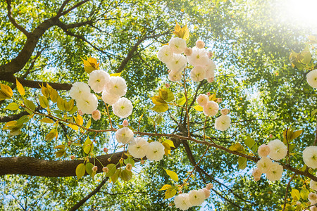 阳光树阴下的樱花背景图片