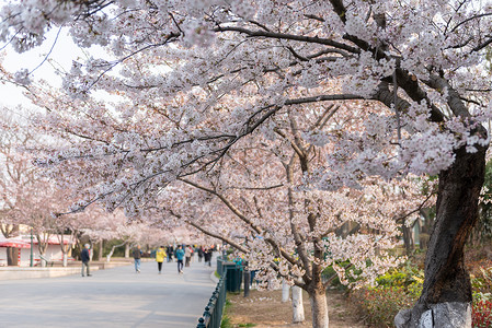 春季自然风光樱花背景图片