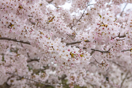 单樱青岛中山公园盛开的樱花背景