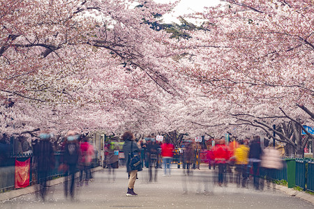 青岛中山公园盛开的樱花赏樱的人群高清图片