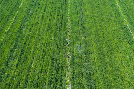 田地里播洒农药的农民背景图片