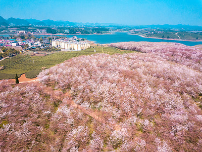 樱满集虚空樱花晚期凋落航拍图片背景