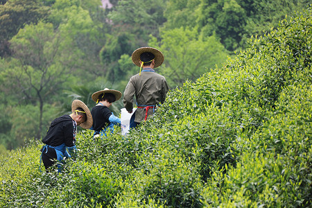 松阳茶园茶园背景