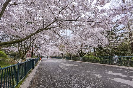 樱花盛开的大道背景图片