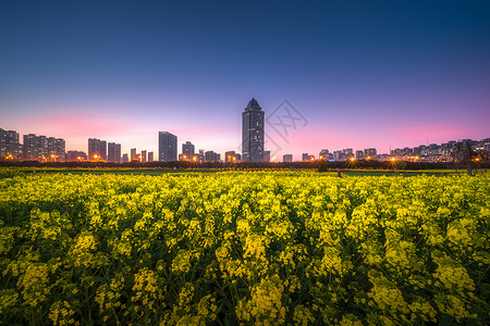 春意盎然油菜花美景图片