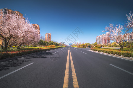 城市花苑樱花大道背景