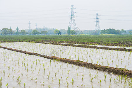 谷雨水稻田图片
