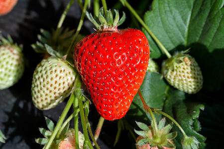 草莓花朵边框鲜红色采摘草莓水果背景