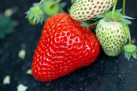健康生产特写拍摄采摘园内的草莓背景