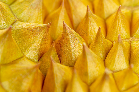 金黄色果实横版拍摄榴莲外壳背景