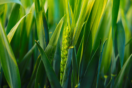 麦穗芒种素材蓝天下的田园风光农村麦子背景