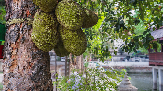 热带果树泰国热带水果波罗蜜及果树背景