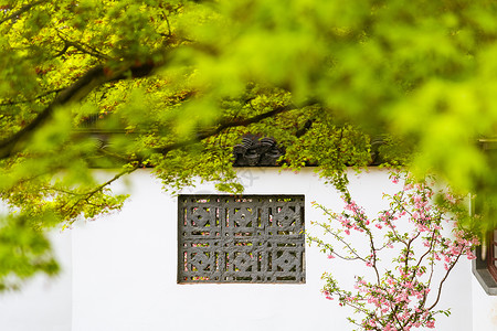 古典枫叶团扇春天的绿色植物枫叶与传统古典窗户背景