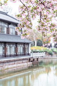 粉色古代素材南京莫愁湖公园春天的植物海棠花背景