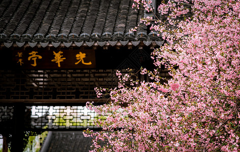 南京莫愁湖公园光华亭春天的植物海棠花背景