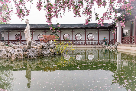 古风粉色素材南京莫愁湖公园春天的植物海棠花背景