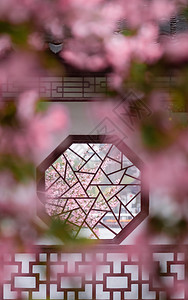古风粉色南京莫愁湖公园春天的植物海棠花背景