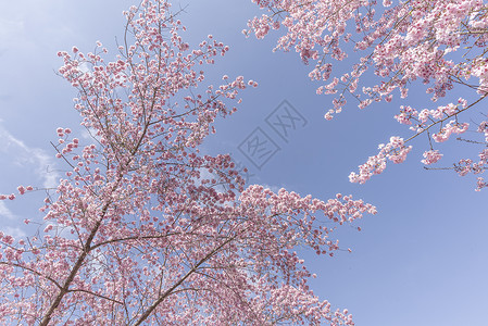 一棵樱花树樱花盛开背景