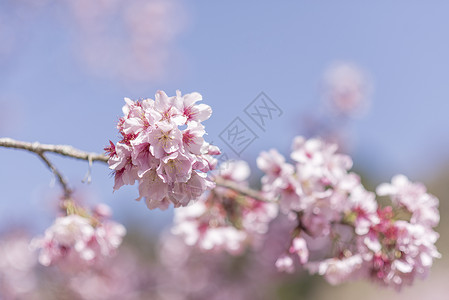 日本纸纹素材樱花盛开背景