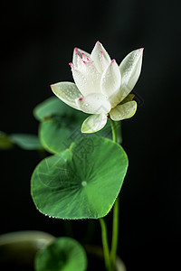 碗莲水生植物莲花碗高清图片