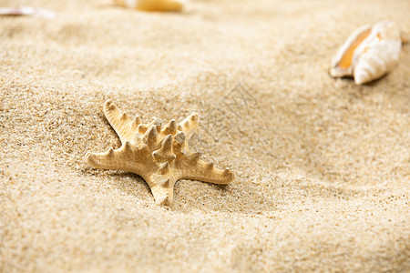 沙滩海星ps白沙素材高清图片