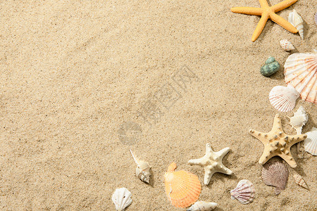 卡通海星与海螺沙滩贝壳背景