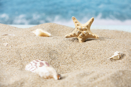 夏季海星夏日沙滩背景