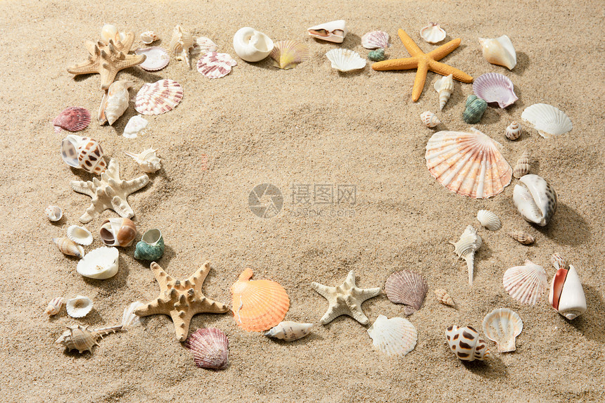 沙滩贝壳图片