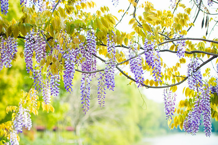 紫藤花背景唯美紫藤萝背景