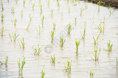 水苗茭白田背景