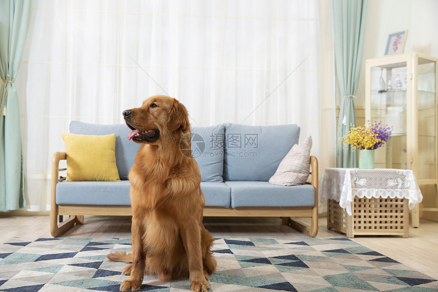 在客厅里的金毛犬图片