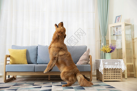在客厅里的金毛犬背景图片