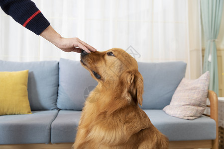 被风吹的狗被主人抚摸的金毛犬背景