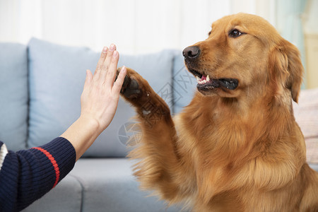 狗击掌与主人击掌的金毛犬背景