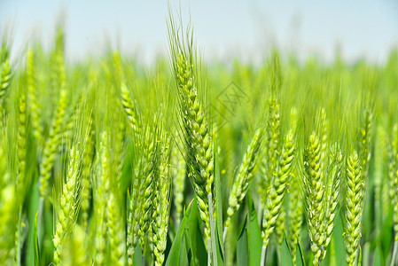 蓝天麦穗三四月份农村蓝天下的小麦苗麦穗背景