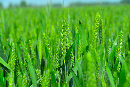 麦秆三四月份农村蓝天下的小麦苗麦穗背景