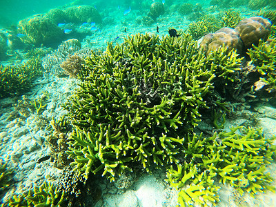 海里潜水海底潜水拍摄绿珊瑚礁背景