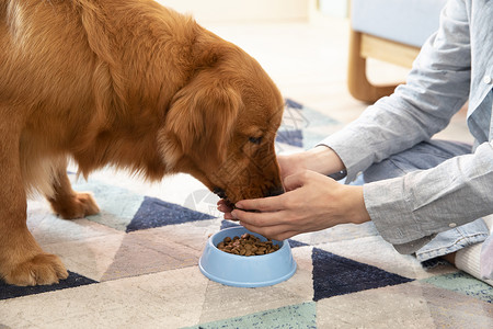 主人喂金毛犬吃狗粮特写高清图片