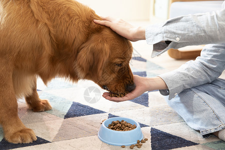 可爱金毛犬特写主人喂金毛犬吃狗粮特写背景