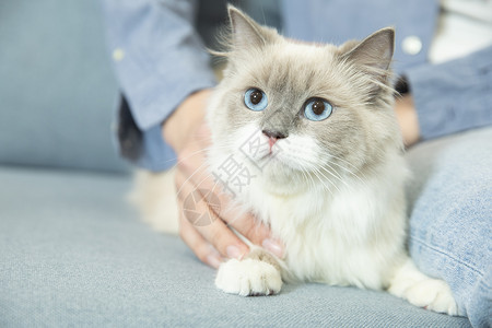 猫腿撸猫男孩背景