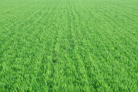 天空下四五月份绿色的小麦扬花孕穗时期高清图片