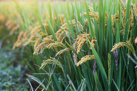 谷子成熟素材成熟的水稻背景