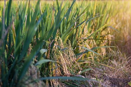 谷子成熟素材成熟的水稻背景