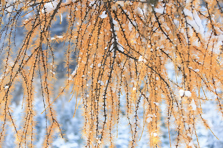 桃源仙境四川毕棚沟雪景背景