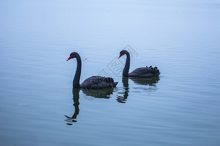 黑天鹅凝视静谧湖泊里的黑天鹅背景