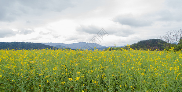 浦江民生花海油菜花田背景图片