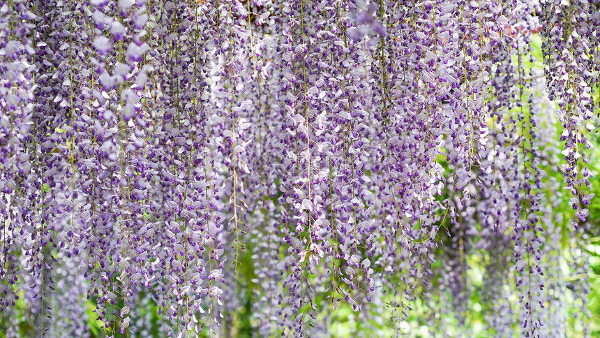 公园里的紫藤花图片