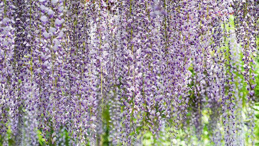 紫藤花开公园里的紫藤花背景