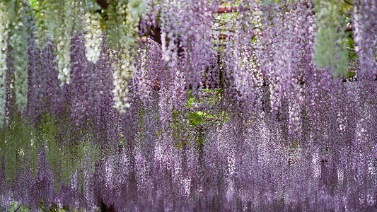 紫藤花开公园里的紫藤花背景